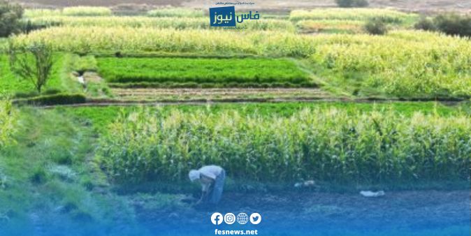 الفلاحة 19 الفلاحة المغربية أمام تحولات جديدة.. تعاون مع الولايات المتحدة لتطوير البذور ومواجهة التغيرات المناخية
